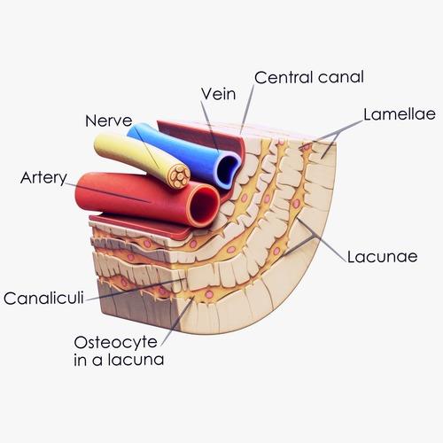 Detailed drawing of an osteon central canal with artery, vein, nerve, lamellae, lacunae, canaliculi, and osteocyte in lacuna.
