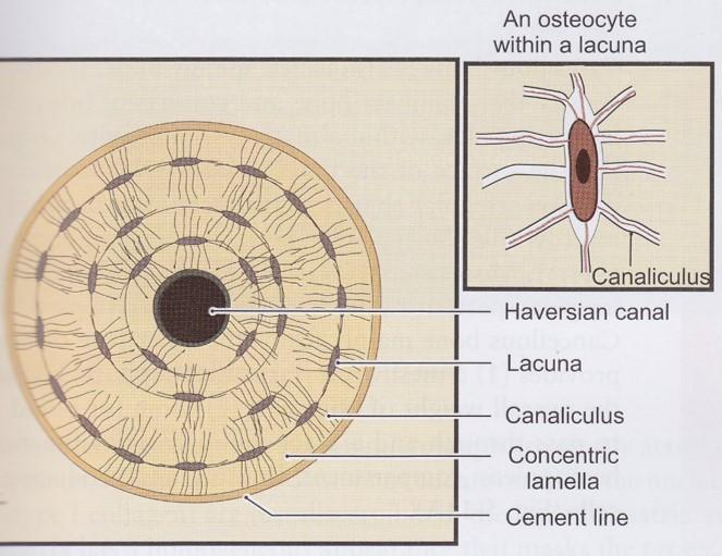 Diagram of an osteon showing Haversian canal, lacuna, canaliculus, concentric lamellae, cement line, and an osteocyte in a lacuna.